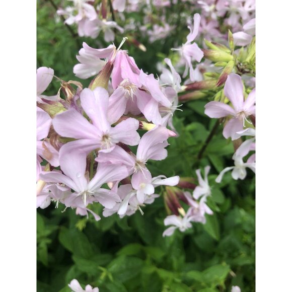 100+ Soapwort Seeds, Saponaria officinalis , perennial herb, soap making - Picture 2 of 3